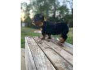 Yorkshire Terrier Puppy for sale in Bullard, TX, USA