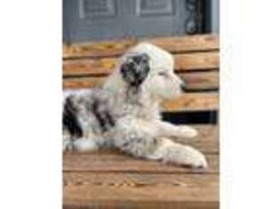 Australian Shepherd Puppy for sale in La Grande, OR, USA