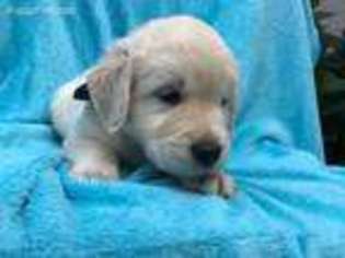 Golden Retriever Puppy for sale in Peach Bottom, PA, USA