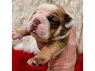 Alapaha Blue Blood Bulldog Puppy for sale in Hampton, GA, USA