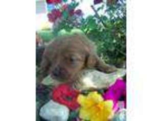 Labradoodle Puppy for sale in DECORAH, IA, USA