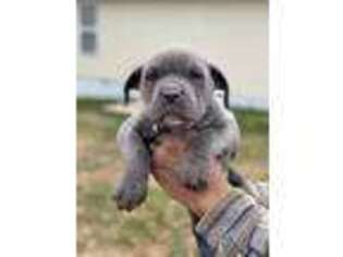 Cane Corso Puppy for sale in Ruther Glen, VA, USA