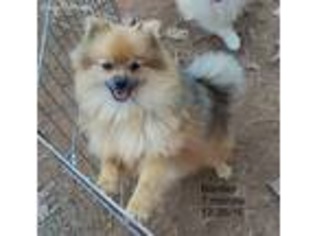 Pomeranian Puppy for sale in Waverly, AL, USA