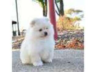 Pomeranian Puppy for sale in Chicago, IL, USA