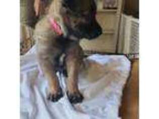 Belgian Malinois Puppy for sale in Freeport, NY, USA