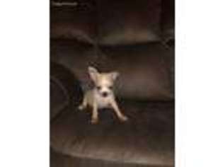 Chihuahua Puppy for sale in Laurel, MD, USA