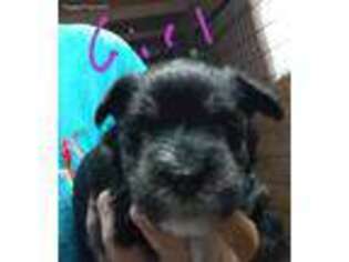 Mutt Puppy for sale in Kiln, MS, USA