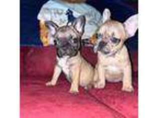 French Bulldog Puppy for sale in Little Neck, NY, USA