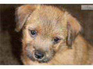 Norfolk Terrier Puppy for sale in Salt Lake City, UT, USA