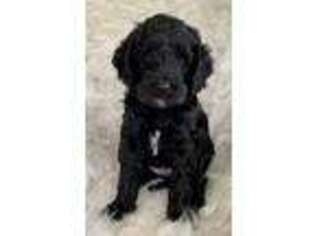 Labradoodle Puppy for sale in Washington, NC, USA
