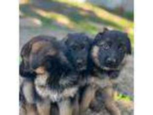 German Shepherd Dog Puppy for sale in North Hollywood, CA, USA