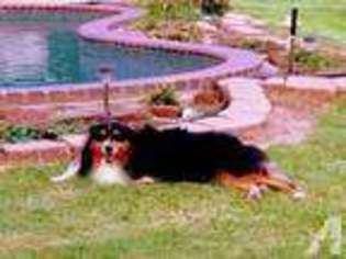 Australian Shepherd Puppy for sale in DENISON, TX, USA