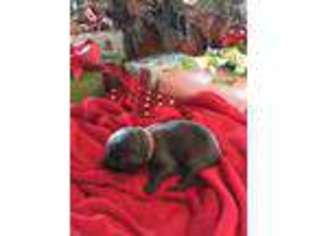 Labrador Retriever Puppy for sale in Flora, MS, USA