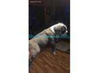 Bulldog Puppy for sale in Nashville, MI, USA