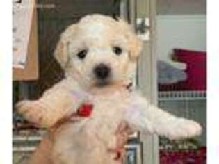 Bichon Frise Puppy for sale in Roanoke, IL, USA