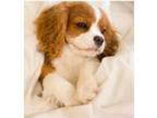 Cavalier King Charles Spaniel Puppy for sale in Lincoln, NE, USA