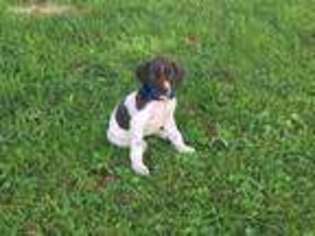 German Shorthaired Pointer Puppy for sale in Byron, NY, USA