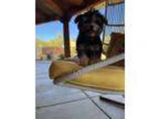 Yorkshire Terrier Puppy for sale in Queen Creek, AZ, USA