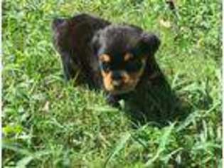 Rottweiler Puppy for sale in Conway, SC, USA