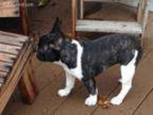 French Bulldog Puppy for sale in Norlina, NC, USA