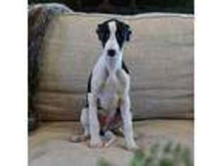 Whippet Puppy for sale in Olney, IL, USA