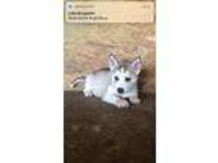 Siberian Husky Puppy for sale in Worthville, KY, USA