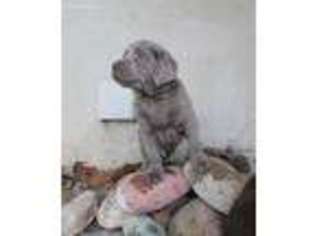 Labrador Retriever Puppy for sale in Manheim, PA, USA