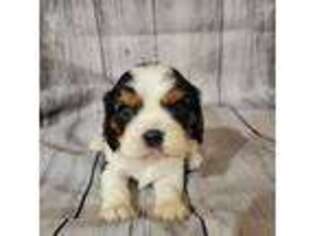 Cavalier King Charles Spaniel Puppy for sale in Wesley, IA, USA