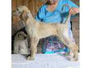 Afghan Hound Puppy for sale in Loma, MT, USA