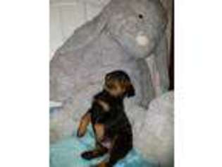 Rottweiler Puppy for sale in Palmdale, CA, USA
