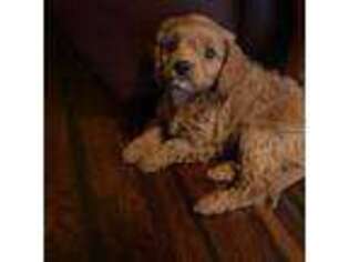 Cavapoo Puppy for sale in Council Bluffs, IA, USA