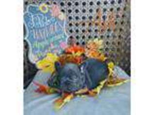 French Bulldog Puppy for sale in Poquoson, VA, USA
