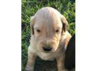 Goldendoodle Puppy for sale in Kimmell, IN, USA