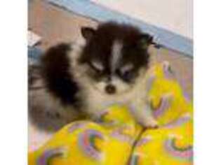 Pomeranian Puppy for sale in Loganville, GA, USA