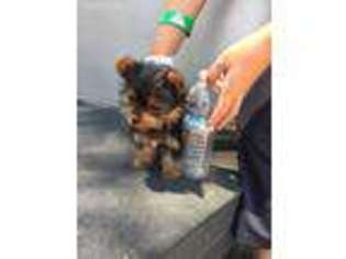 Yorkshire Terrier Puppy for sale in Castro Valley, CA, USA