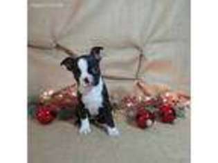 Boston Terrier Puppy for sale in Alum Bank, PA, USA