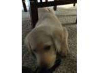 Labrador Retriever Puppy for sale in Webster, TX, USA