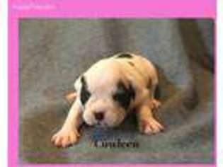 Olde English Bulldogge Puppy for sale in Cheboygan, MI, USA