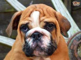 Bulldog Puppy for sale in Fort Sill, OK, USA