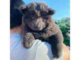 Chow Chow Puppy for sale in San Jose, CA, USA