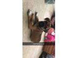 Puggle Puppy for sale in Menifee, CA, USA