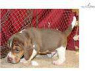 Medium Photo #1 Beagle Puppy For Sale in Joplin, MO, USA