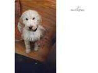 Goldendoodle Puppy for sale in Lexington, KY, USA