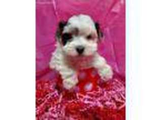 Havanese Puppy for sale in Mifflinburg, PA, USA