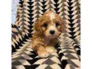 Cavapoo Puppy for sale in Copperas Cove, TX, USA
