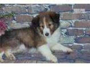 Shetland Sheepdog Puppy for sale in Springfield, MO, USA