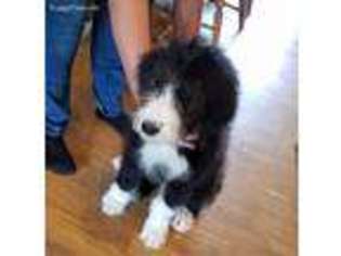 Labradoodle Puppy for sale in Millington, MI, USA