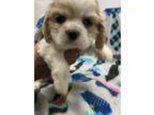 Cocker Spaniel Puppy for sale in Bangs, TX, USA