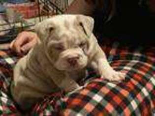 Olde English Bulldogge Puppy for sale in Circleville, NY, USA