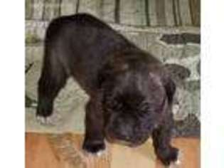 Cane Corso Puppy for sale in Beloit, WI, USA